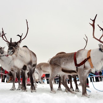 Marknadsfredag 2014